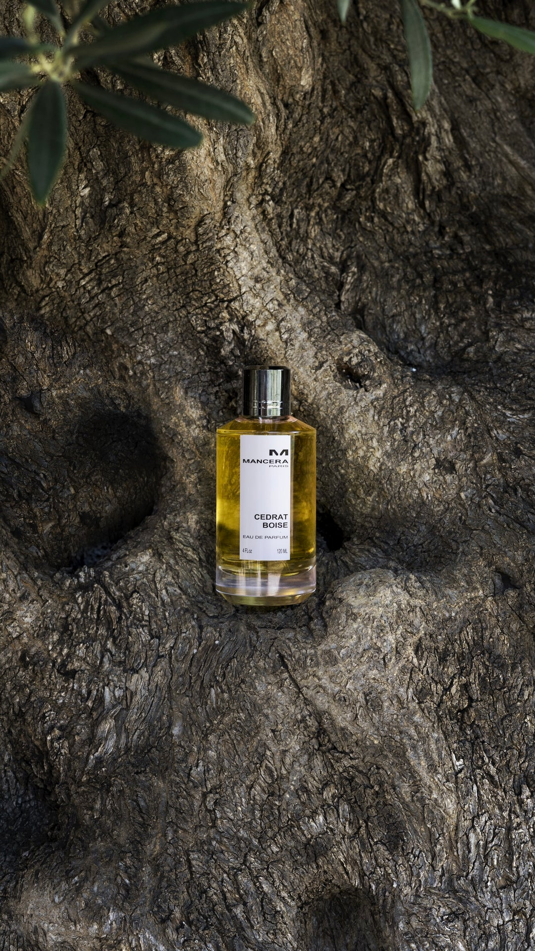 Mancera Cedrat Boise